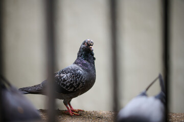 Rock Dove (Columba livia) behind railing in Victoria Park, Hong Kong