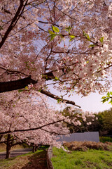 Fototapeta premium 桜