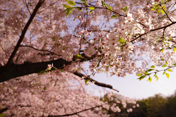 桜