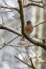 Common Chaffinch perched in a tree on a chilly March day