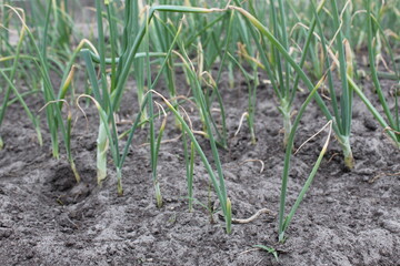 green sick onions. sick asthenia as grows grow onion farming vitamins