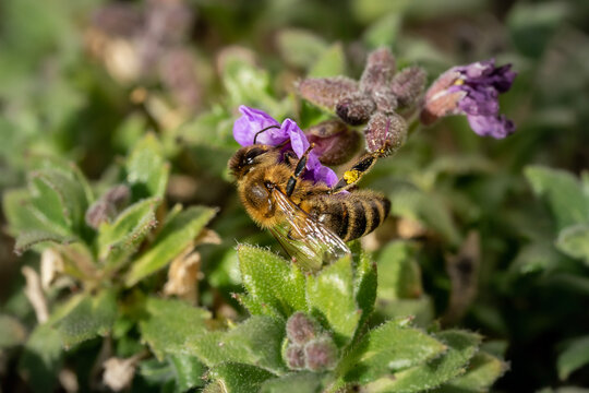 closeup of a bee on a flower