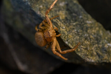closeup of a spider on a stone