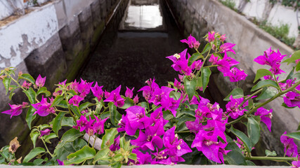 Fototapeta na wymiar Bougainvillea flowering on a bridge in Mogan