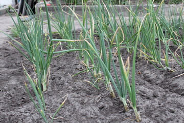 green sick onions. sick asthenia as grows grow onion farming vitamins