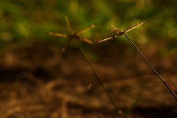 Crowfoot grass weed field in the morning light