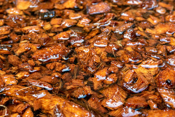 Chopped coconut husks soaked in water to prepare for use as planting material