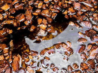 Chopped coconut husks soaked in water to prepare for use as planting material