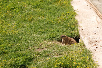 Ground squirrel emerging from its grassy nest