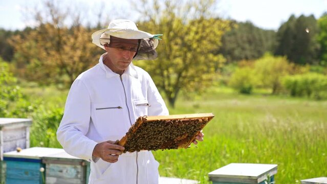Apiculturist looks at frame coated with bee swarm. Man in protective clothes examines his frames with concern. Summer nature backdrop.