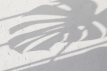 Shadows of tropical leaves on a white textured wall. Big Monstera. Black and white image to blend photos or layouts