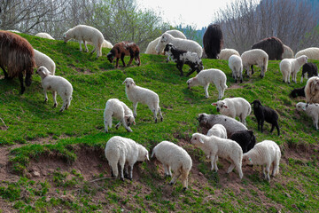 Fototapeta premium sheep grazing on the green meadows with mountains in backdrop.artvin .Turkey