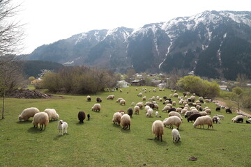 Obraz premium sheep grazing on the green meadows with mountains in backdrop.artvin .Turkey