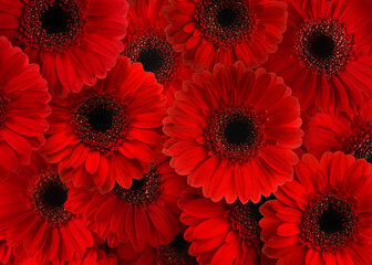 Many beautiful red gerbera flowers as background