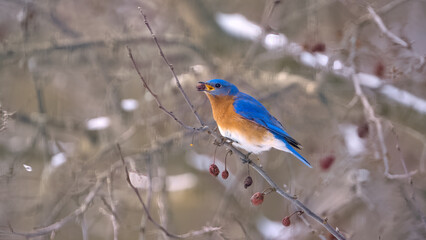 Eastern bluebird perched in a cherry tree eating a cherry, Oakland County, Michigan