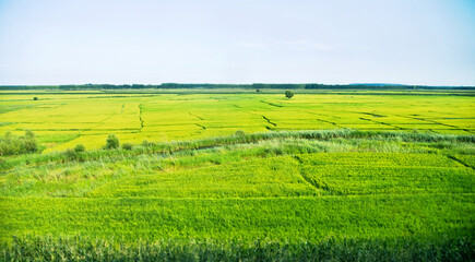 Fototapeta na wymiar High angle view of organic corn field at agriculture farm
