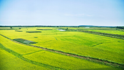 Fototapeta premium High angle view of organic corn field at agriculture farm