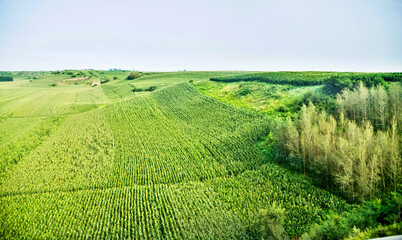 High angle view of organic corn field at agriculture farm