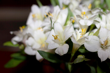 Obraz na płótnie Canvas White natural flowers - selective focus.