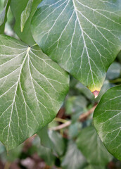 close up of a green leaf in the garden