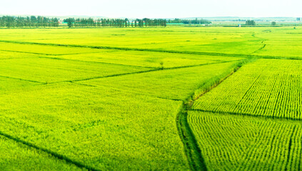 High angle view of organic corn field at agriculture farm