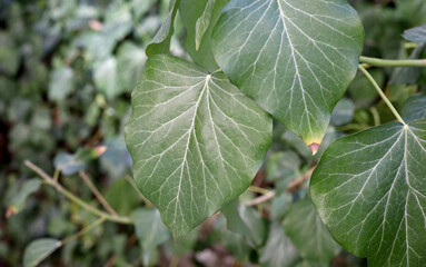 Fototapeta na wymiar close up of a green leaf in the garden
