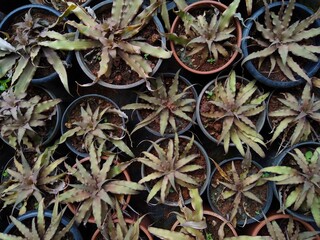 Cryptanthus praetextus plants in the garden, top view