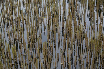 Fototapeta premium magnificent lake view in the forest.ARTVİN.TURKEY