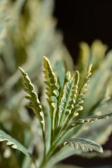 Variegated Fringed Lavander