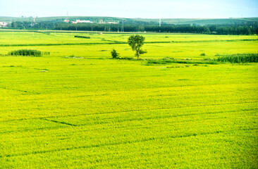 Fototapeta premium Tree growing in the field