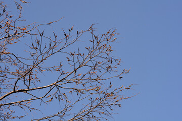 Common hornbeam