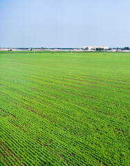 High angle view of spring field
