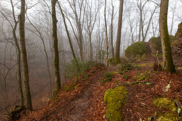 Fototapeta premium Foggy walk in the woods