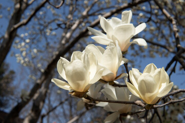 ハクモクレン（Magnolia denudata）をクローズアップ／日本埼玉県ー3月