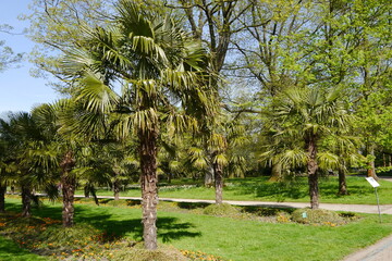 Fototapeta premium Palmenhain Flora Köln