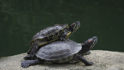 Obraz premium 亀親子