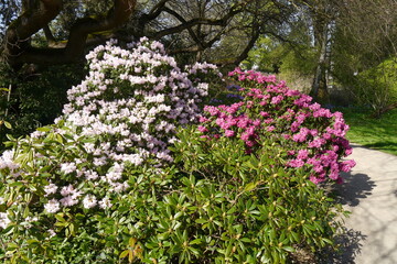 Rhododendren Flora Köln