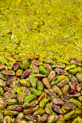 Pistachio kadayif dessert. Mediterranean cuisine delicacies. Close-up. Local name fistikzade kadayif