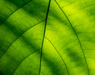 green leaf texture background - closeup of patterns