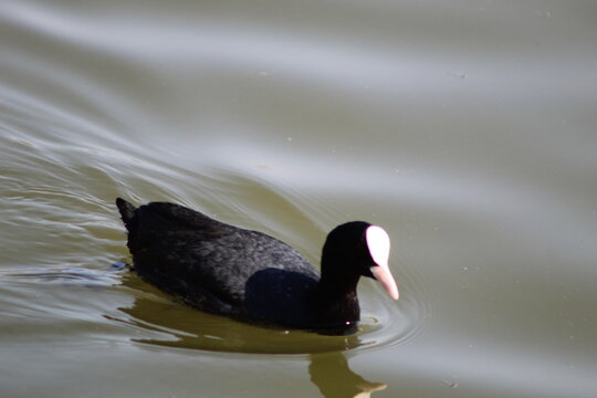 canard foulque