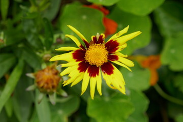 Blume