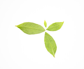group of vegetable leaf on white background