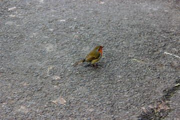 Close-up view of robin bird. Selective focus.