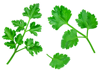 Parsley herb isolated on white background. Parsley leaf top view, flat lay. Collection. .