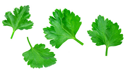 Set of Parsley herb isolated on white background. Parsley leaf top view, flat lay. Collection.
