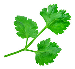 Parsley herb isolated on white background. Parsley leaf top view, flat lay.