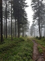 Naklejka premium forrest fog