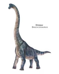 Poster Brachiosaurus illustration. Blue long neck dinosaur © inna72