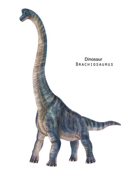 Brachiosaurus illustration. Blue long neck dinosaur