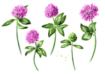 Red pink field clover plant, flowers and leaves set. Hand drawn watercolor illustration isolated on white background